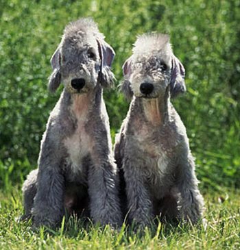 Bedlington Terriers puppies Bedlington Terriers puppies