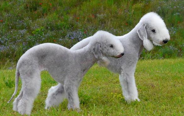 Bedlington Terriers breed Bedlington Terriers breed