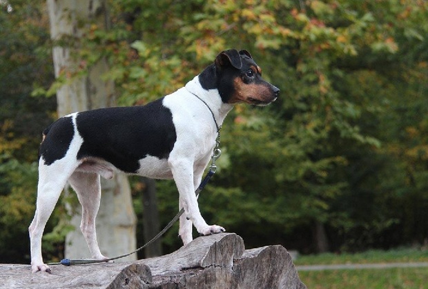 fox paulistinha dog Brazilian Terrier dog