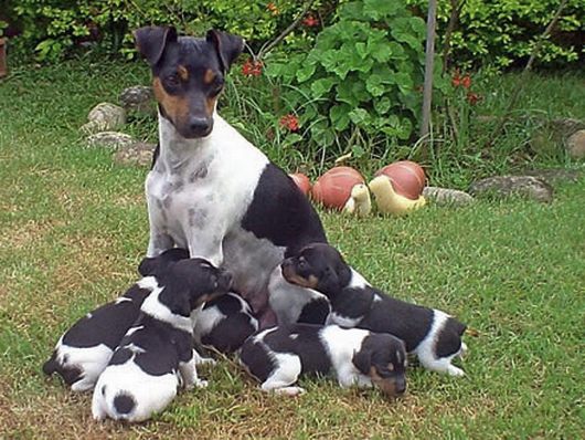 Brazilian Terrier with puppies Brazilian Terrier with puppies