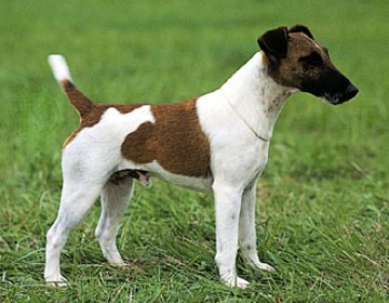Smooth haired fox terrier smooth coated fox terrier