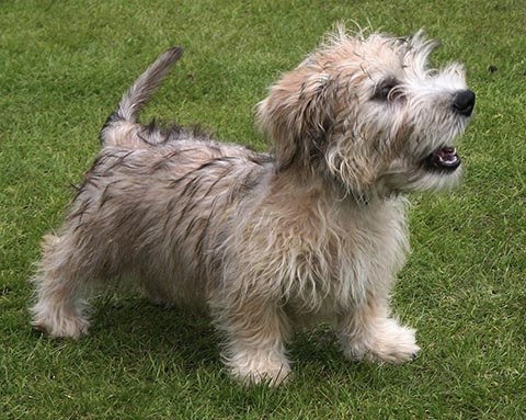 Glen of Imaal Terrier picture
