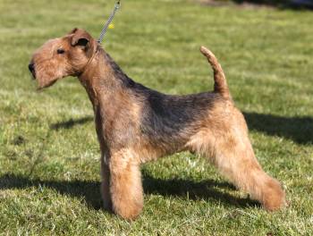 Lakeland Terrier picture