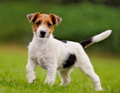 parson russell terrier photos parson russell terrier image