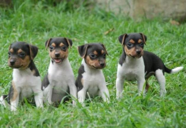 Brazilian Terrier young dogs Brazilian Terrier young dogs