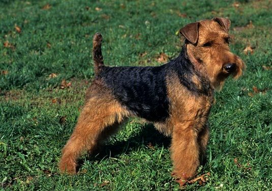Welsh Terrier image Welsh Terrier picture