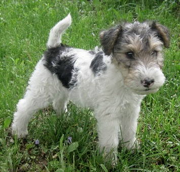 Wire Fox Terrier Puppies Wire Fox Terrier Puppies