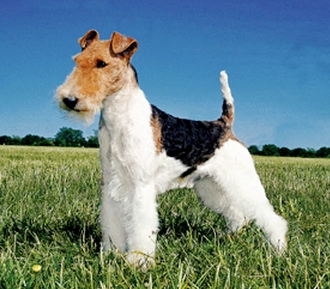 Wire haired Fox Terrier Wirehaired Fox Terrier