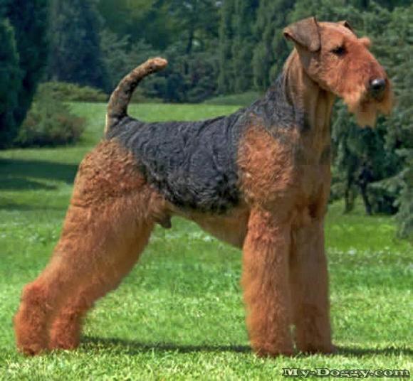 airedale terrier image od airedale terrier