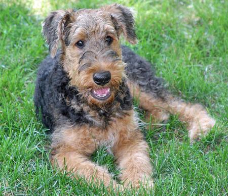 airedale terrier pups image of airedale terrier pups