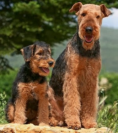 airedales dog and puppys image of airedales dog and puppys
