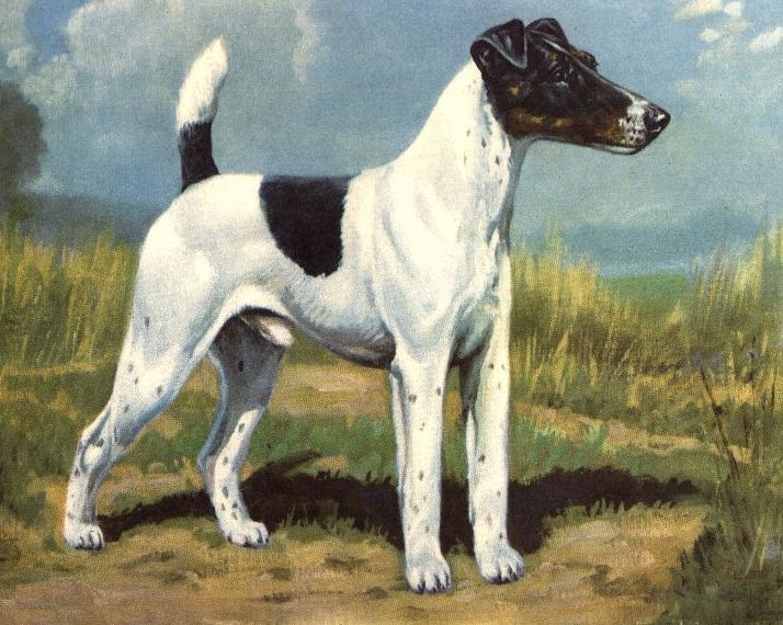 Art smooth coat fox terrier art Fox Terrier Smooth Coat