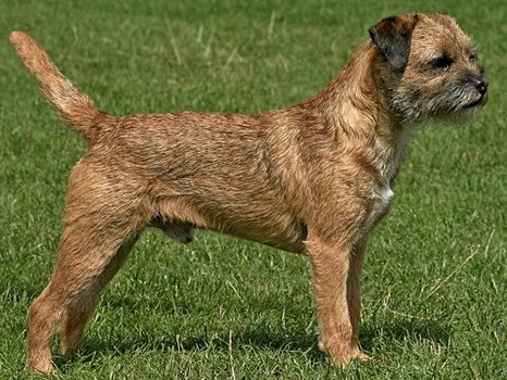 border terrier border terrier