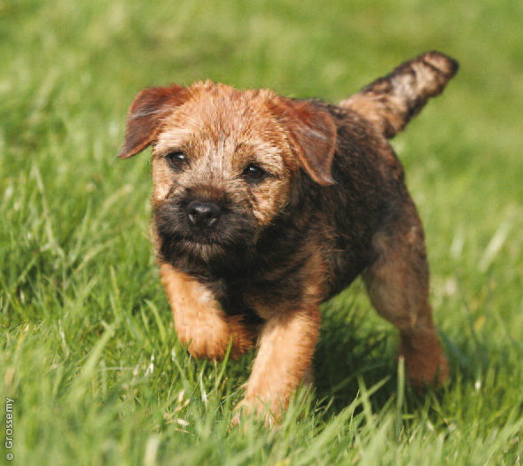 border terrier puppie border terrier breeders