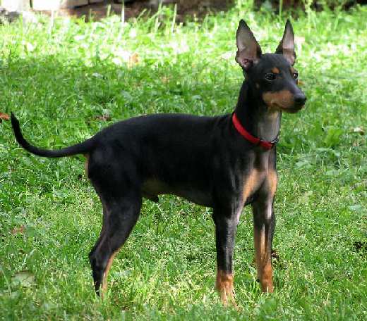 manchester terrier manchester terriers