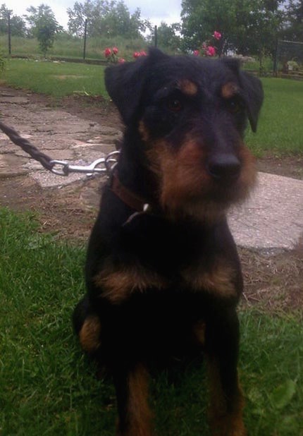 German hunting terrier